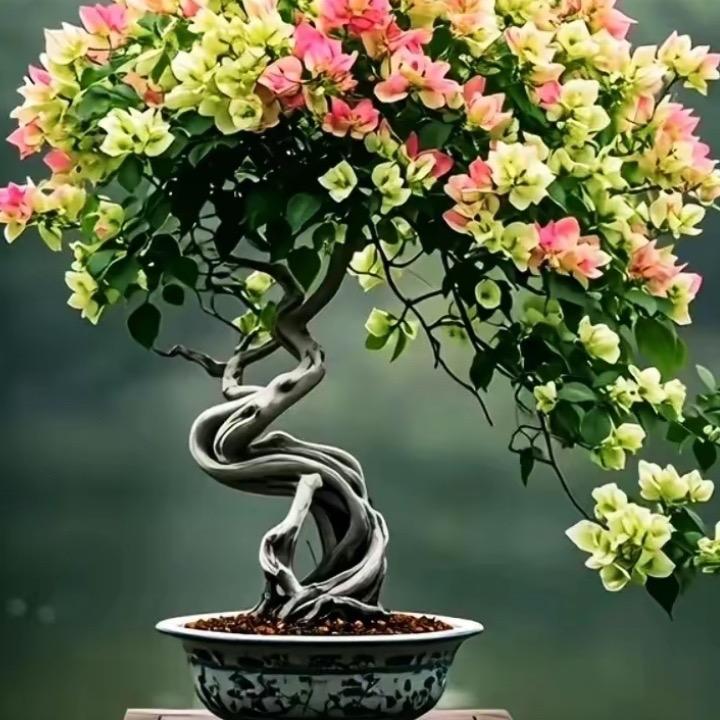 斗南花卉搬运工