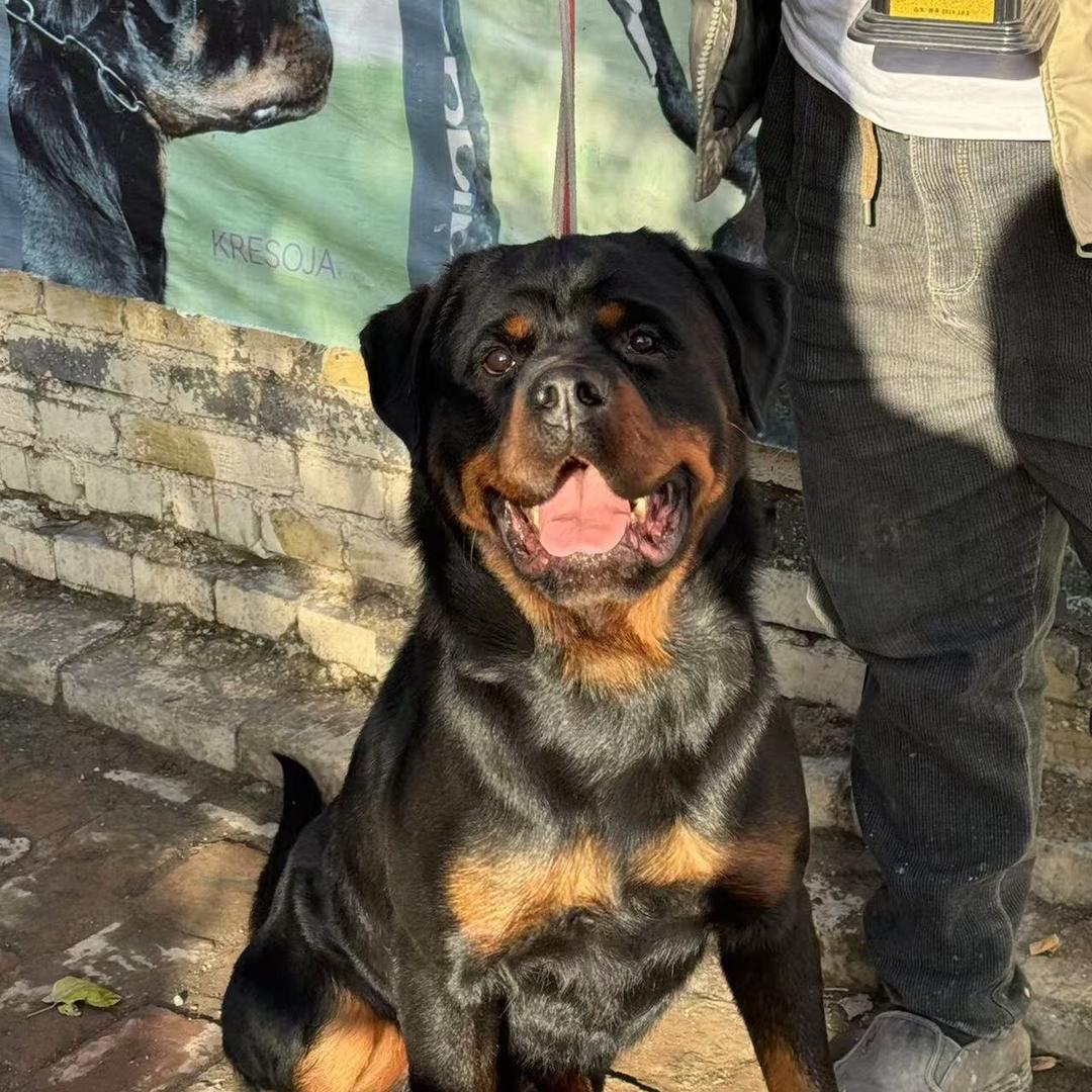 许昌市纯德系罗威纳 借配 幼犬出售