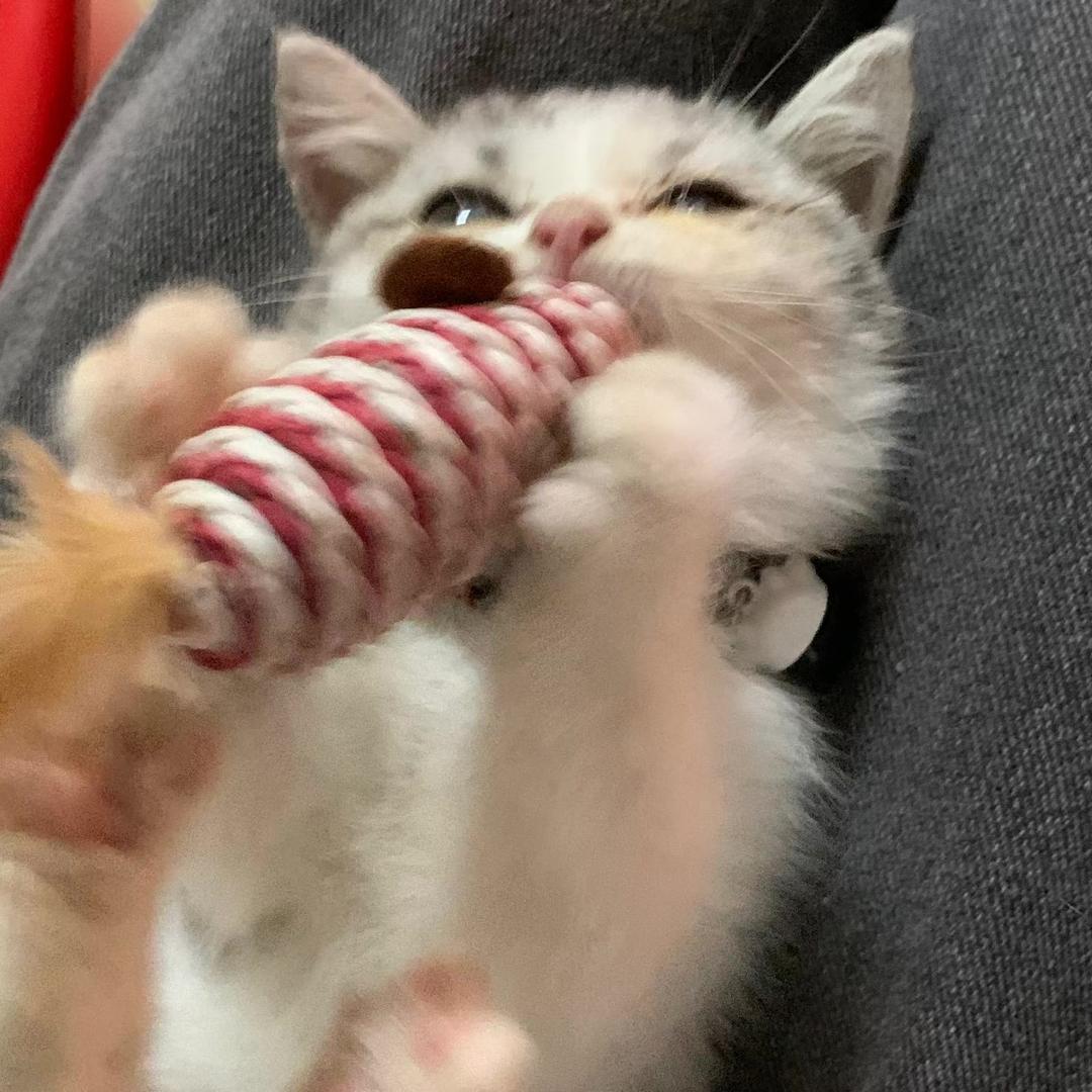呆呆猫.