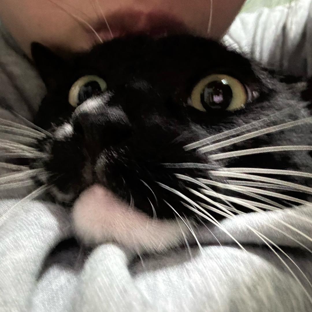 黑总爱吃猫条