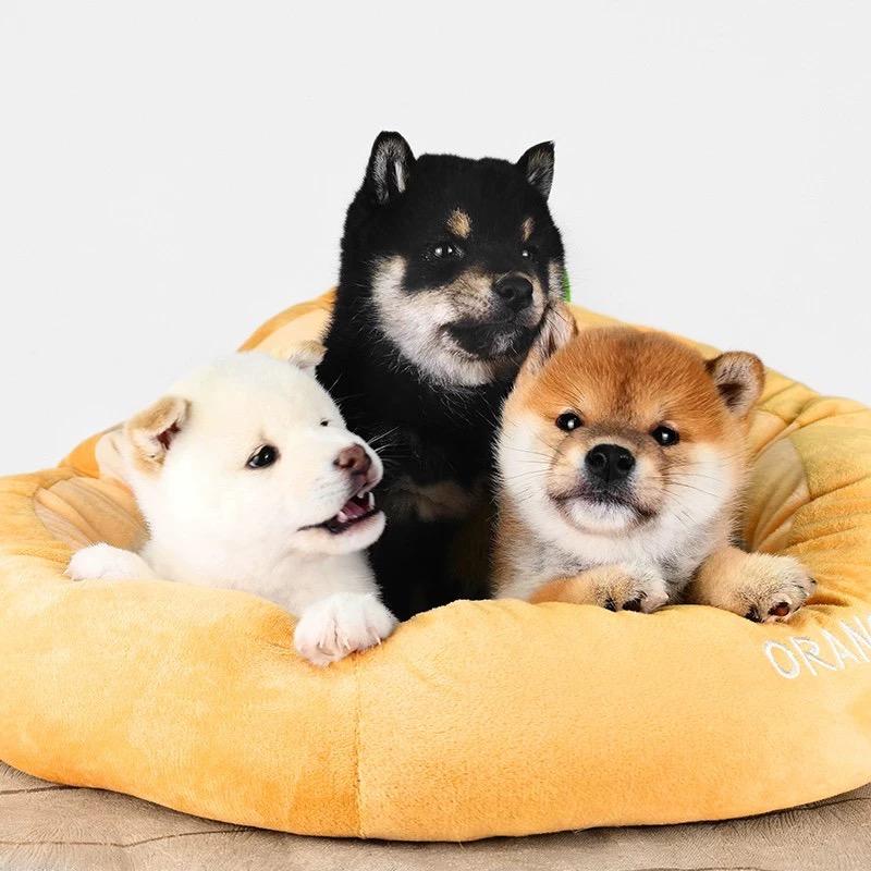 豆豆萌宠批发猫狗🐱🐶