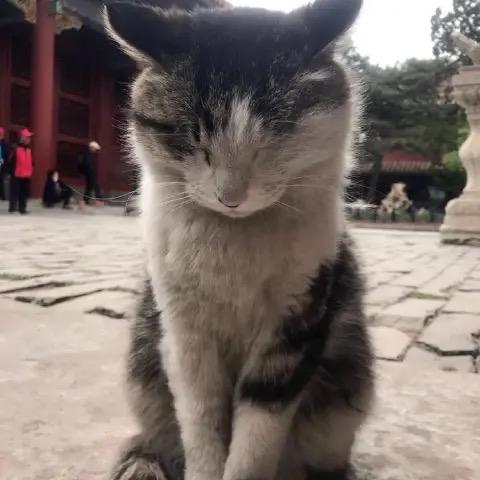 圆圆的脑袋