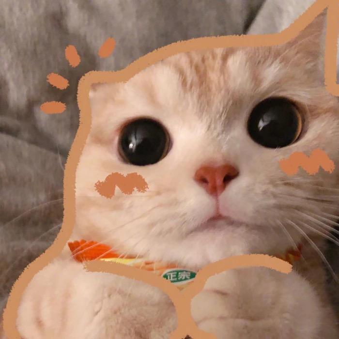 小佬咪的日常（努力挣钱买罐）