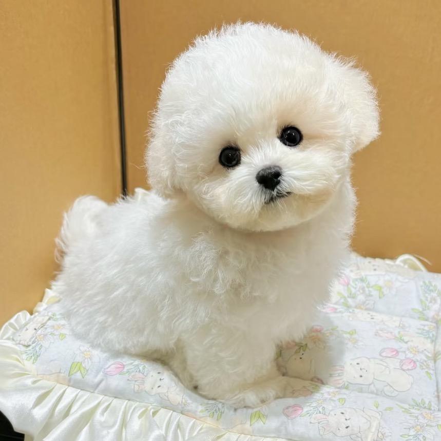 比熊、泰迪熊、薄美、马尔熊