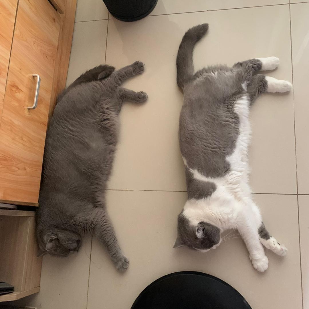 _猫猫ᡣ𐭩灵石