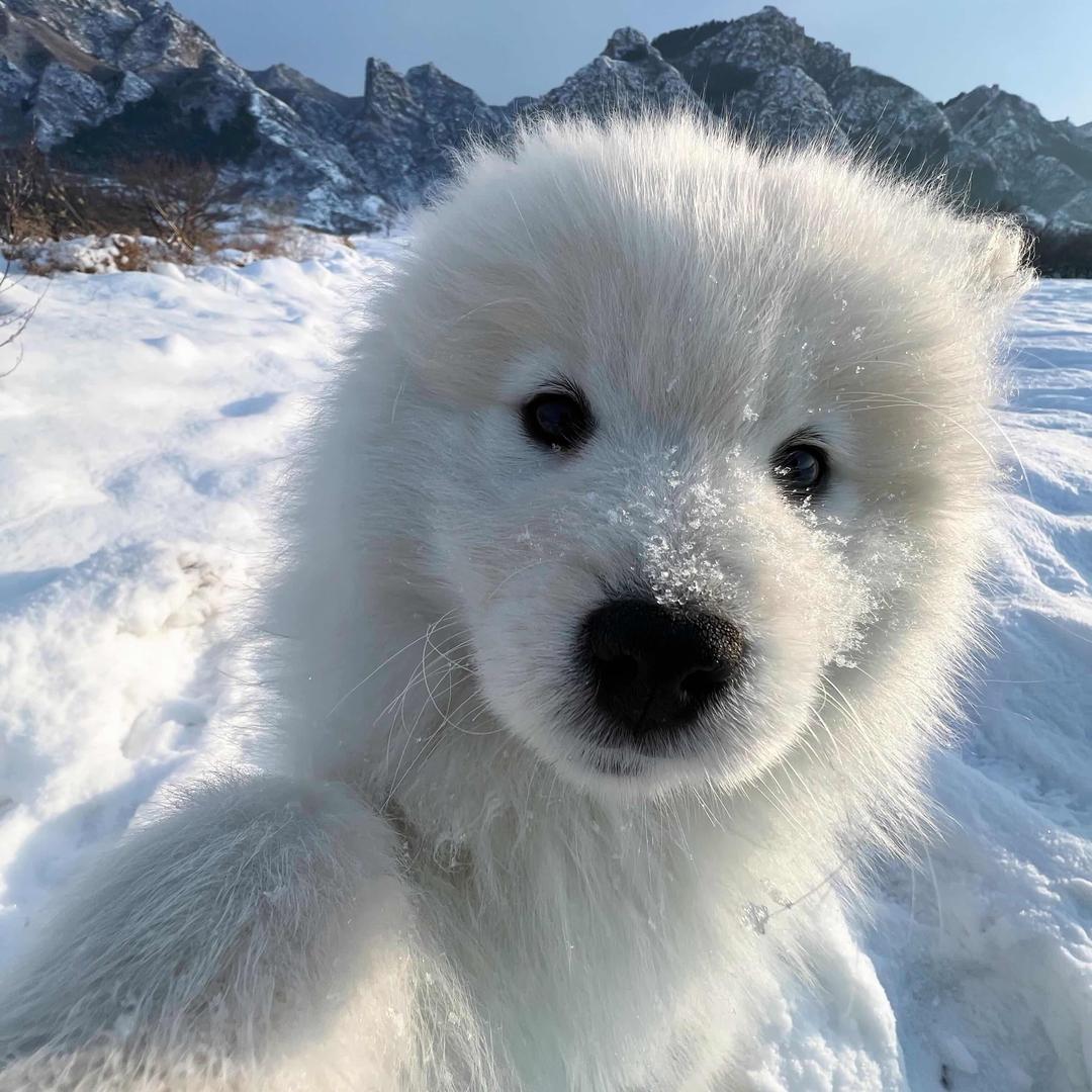 糊涂图图不胡图图