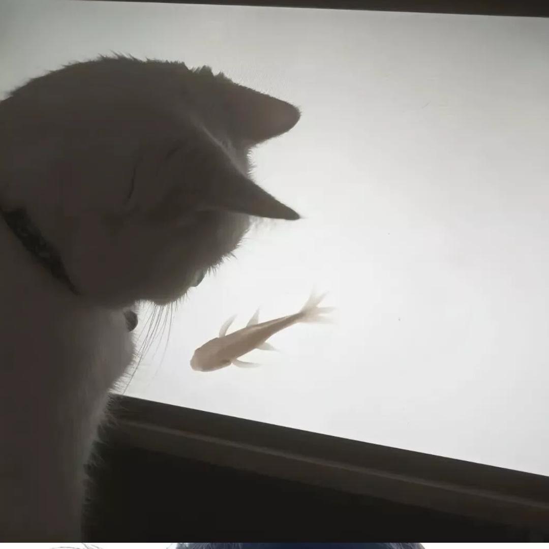 装忧郁被小猫追