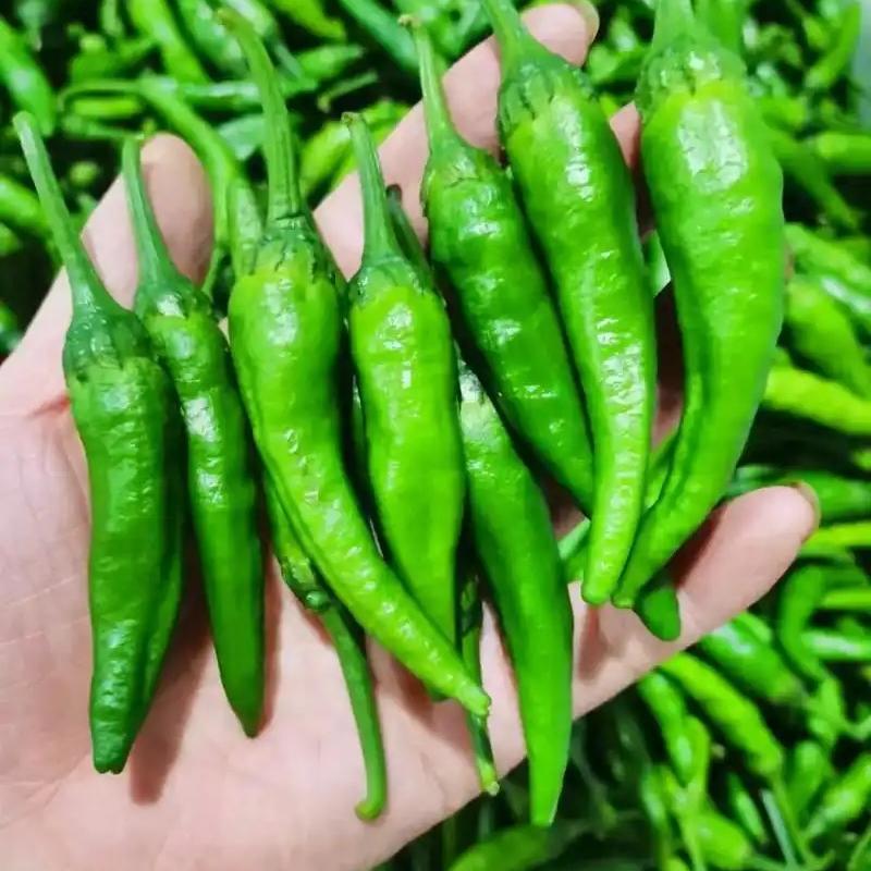 正宗樟树港原种辣椒