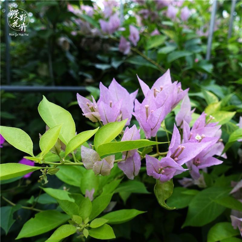 三角梅绿植花卉