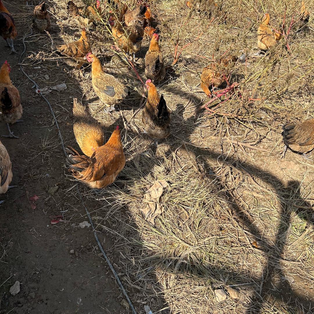 这家土鸡真不错