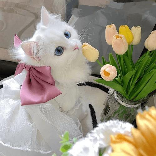 臭哈哈和女疯子