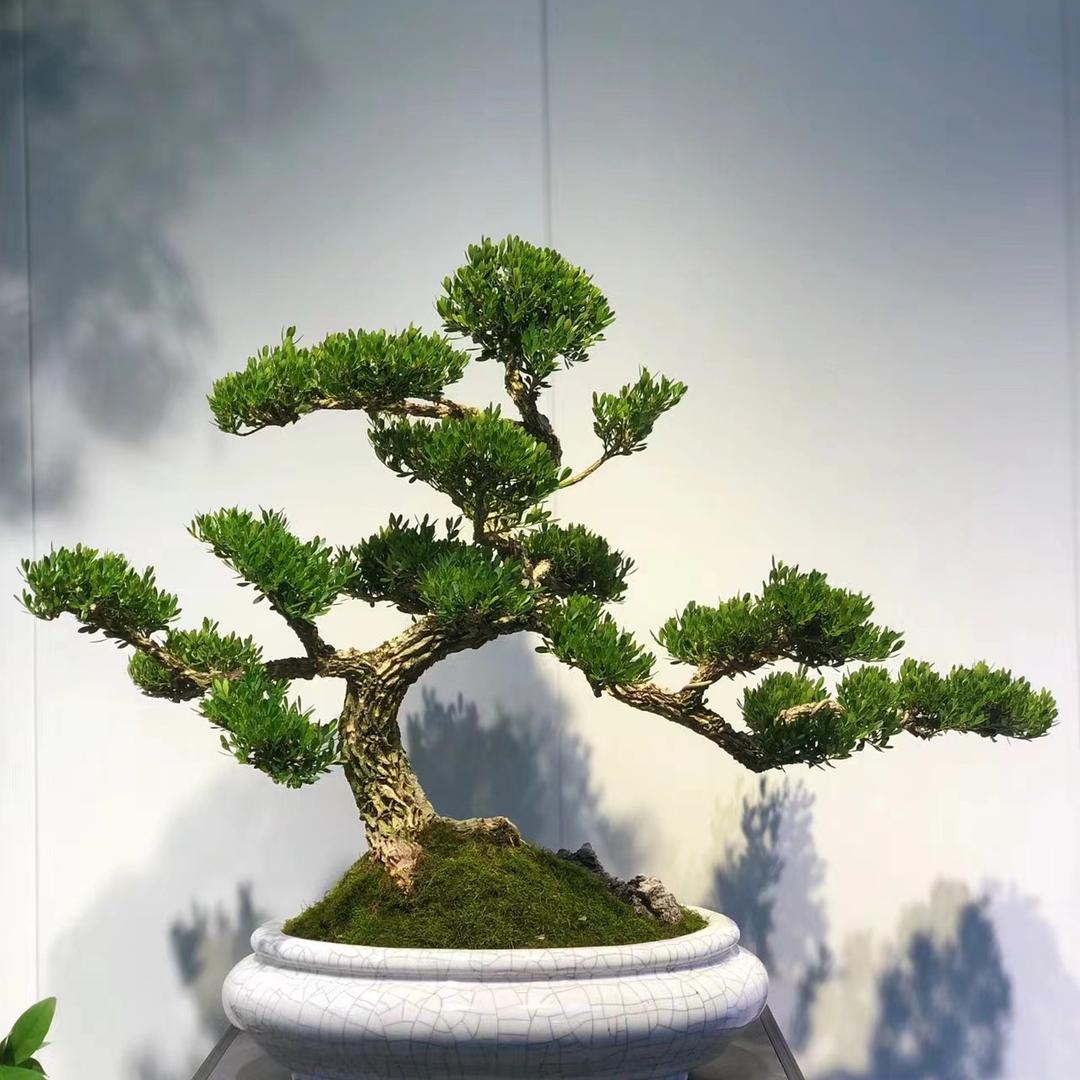 美香园艺盆景