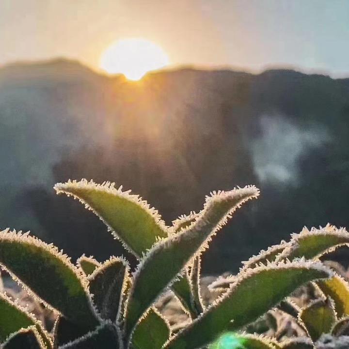 源头供应链-小英