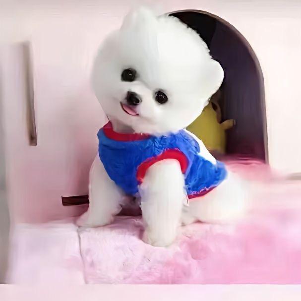 迎春花