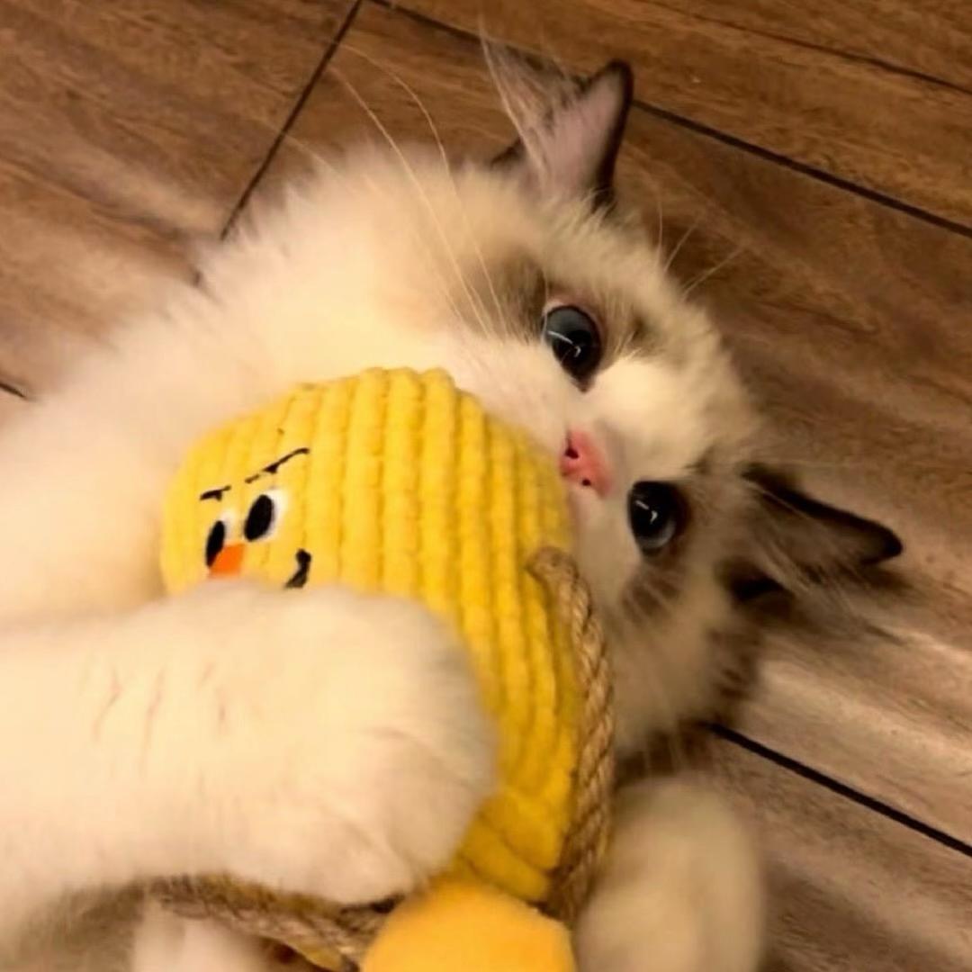猫欲