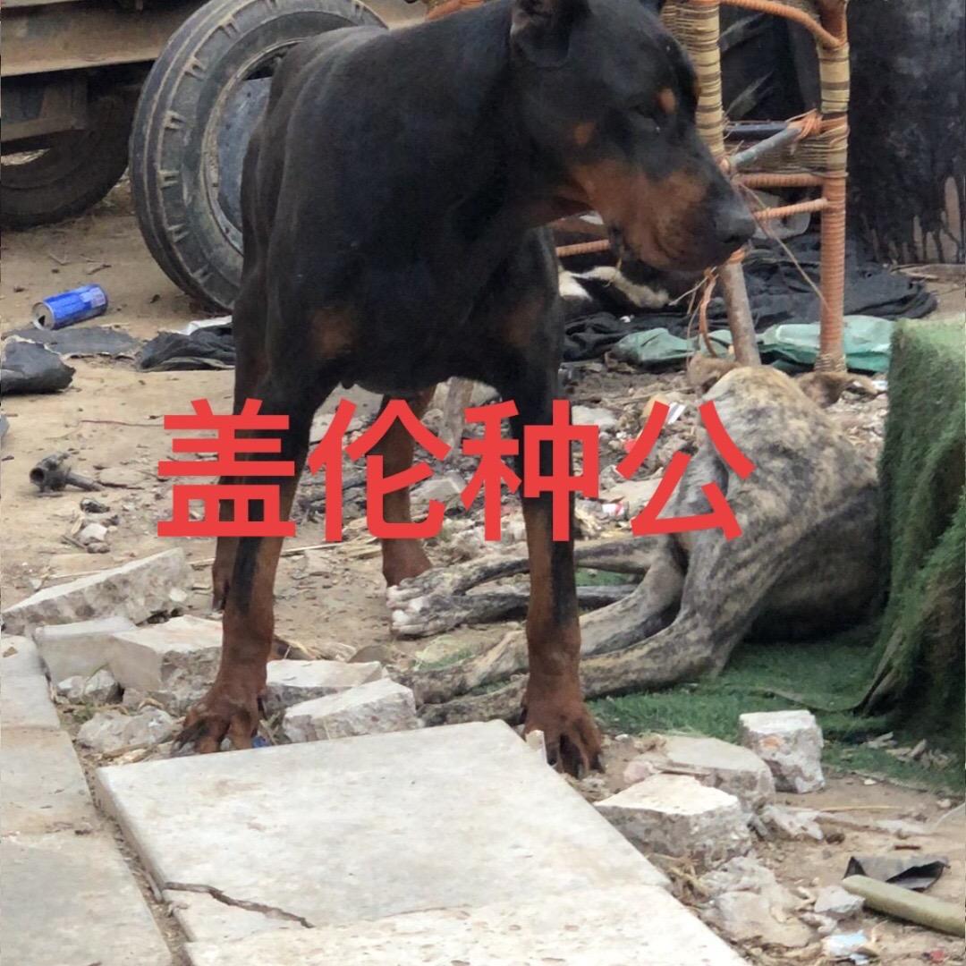 辉煌杜宾俱乐部