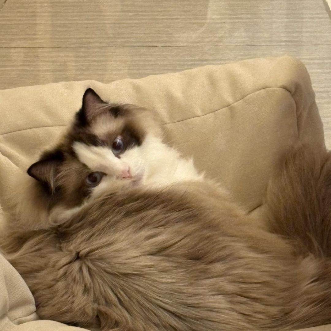 爱发视频的乐佩