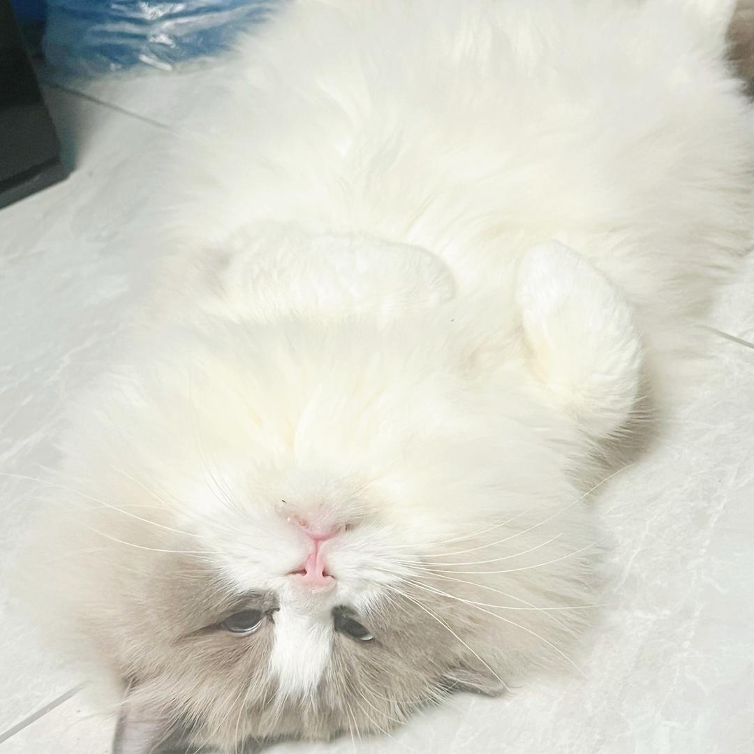 暴富💰
