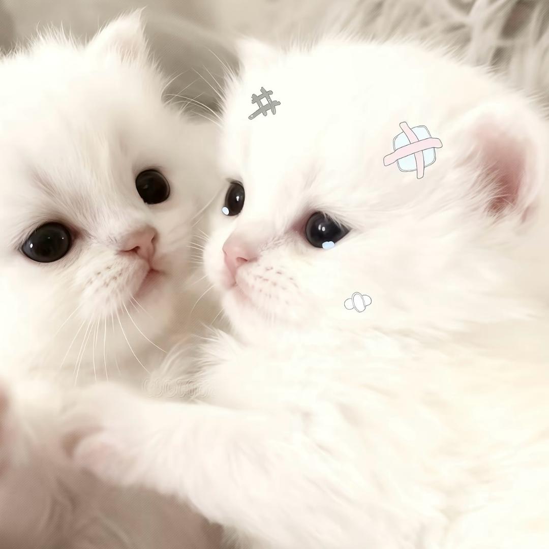 小᳐婷大王᳐੭ﾞ