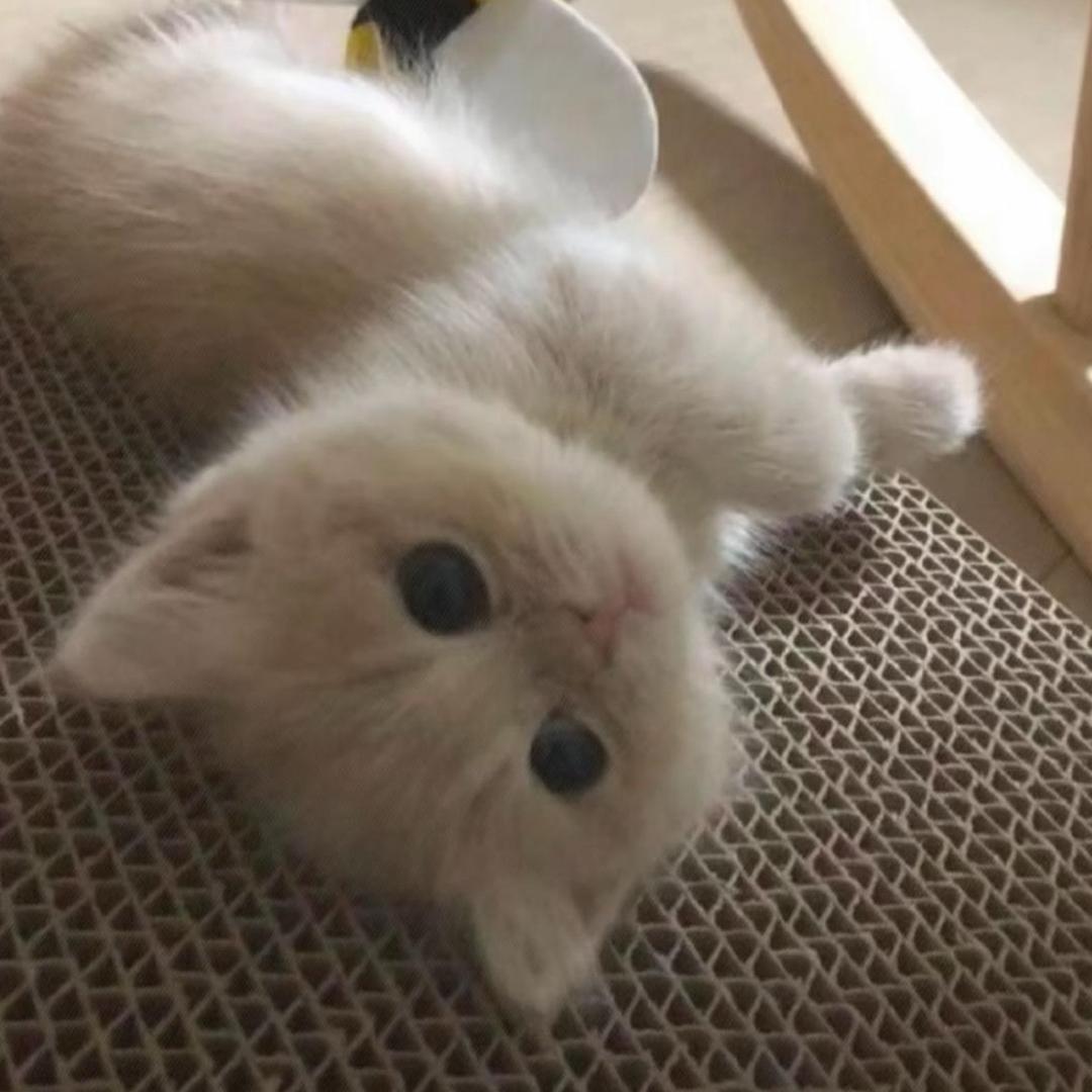 呆呆歪