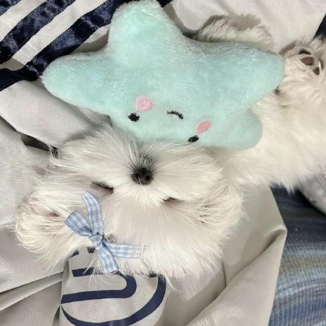 十粒牛奶