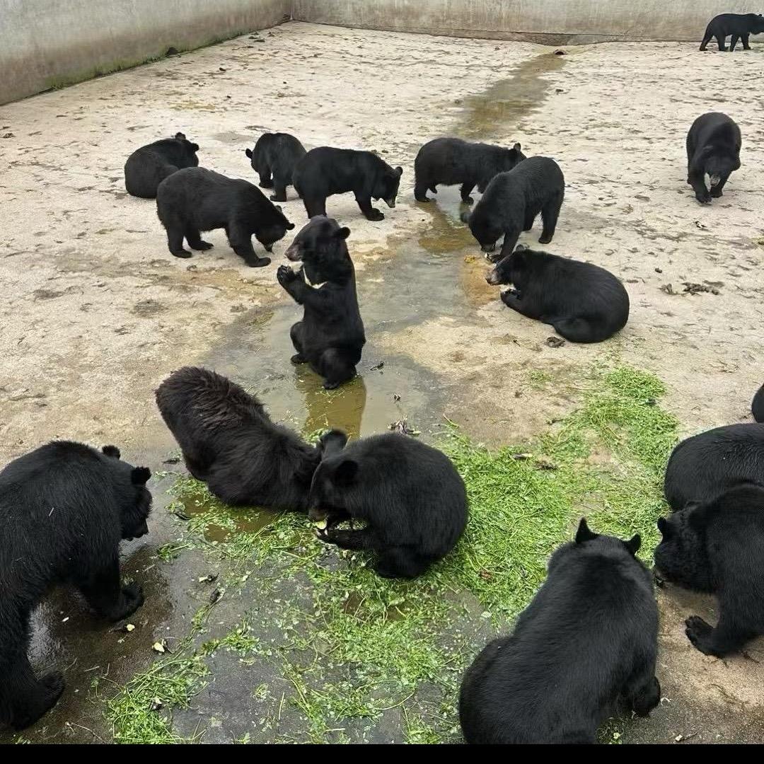 自繁厂（🐻胆粉）