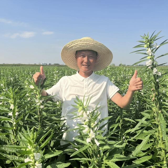 机收高产芝麻-鹏鹏