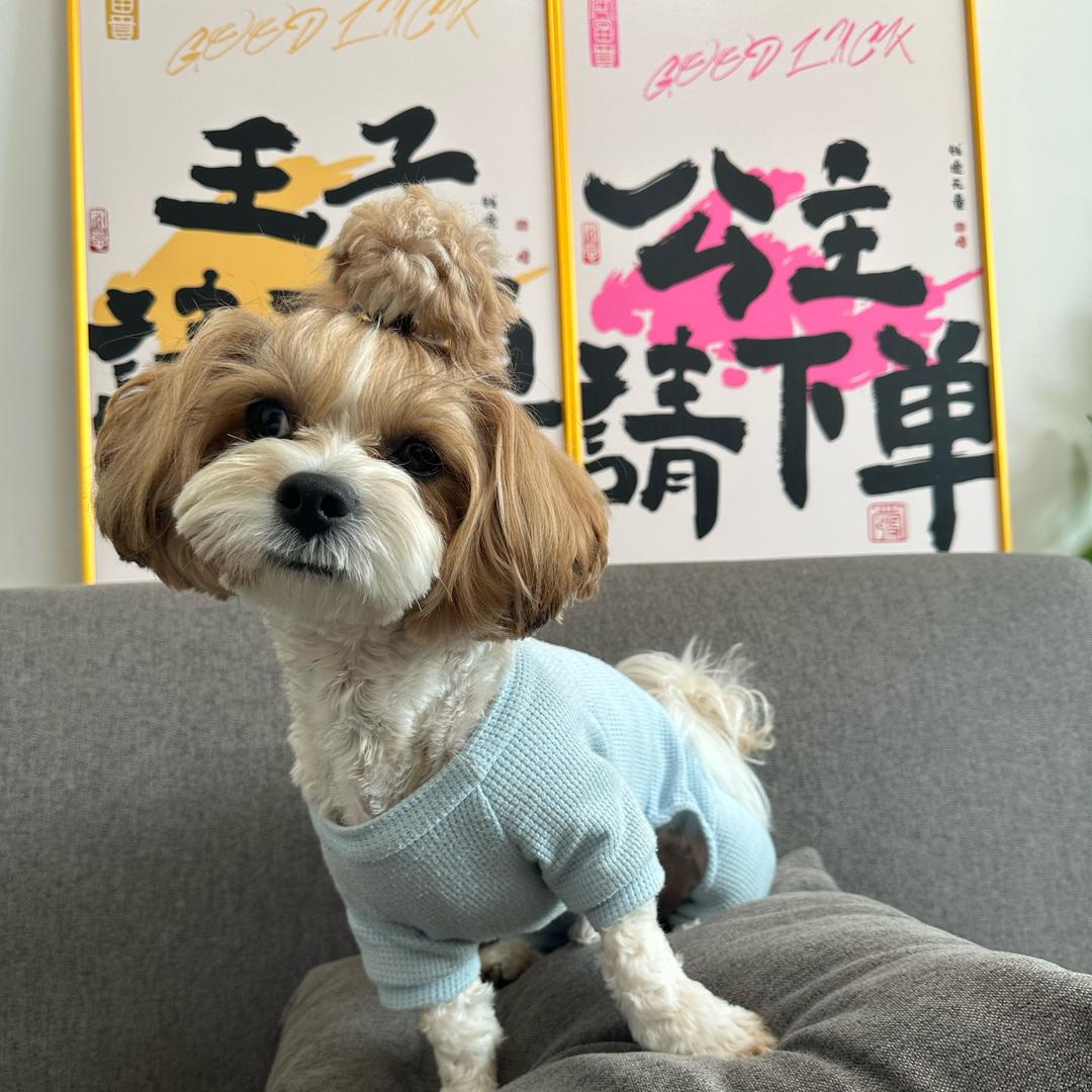 欢欢🐶喜喜