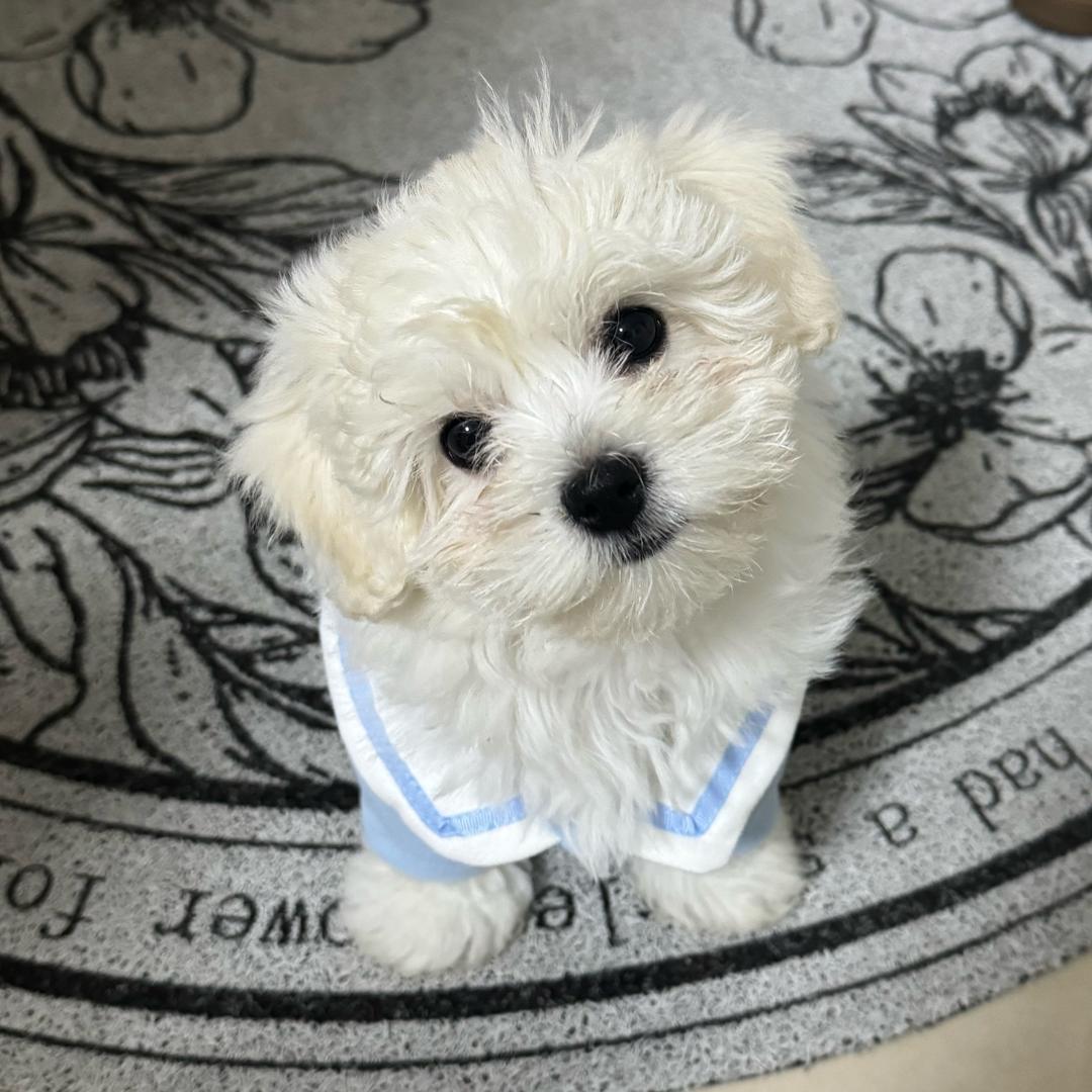 挂脸泡泡马尔比