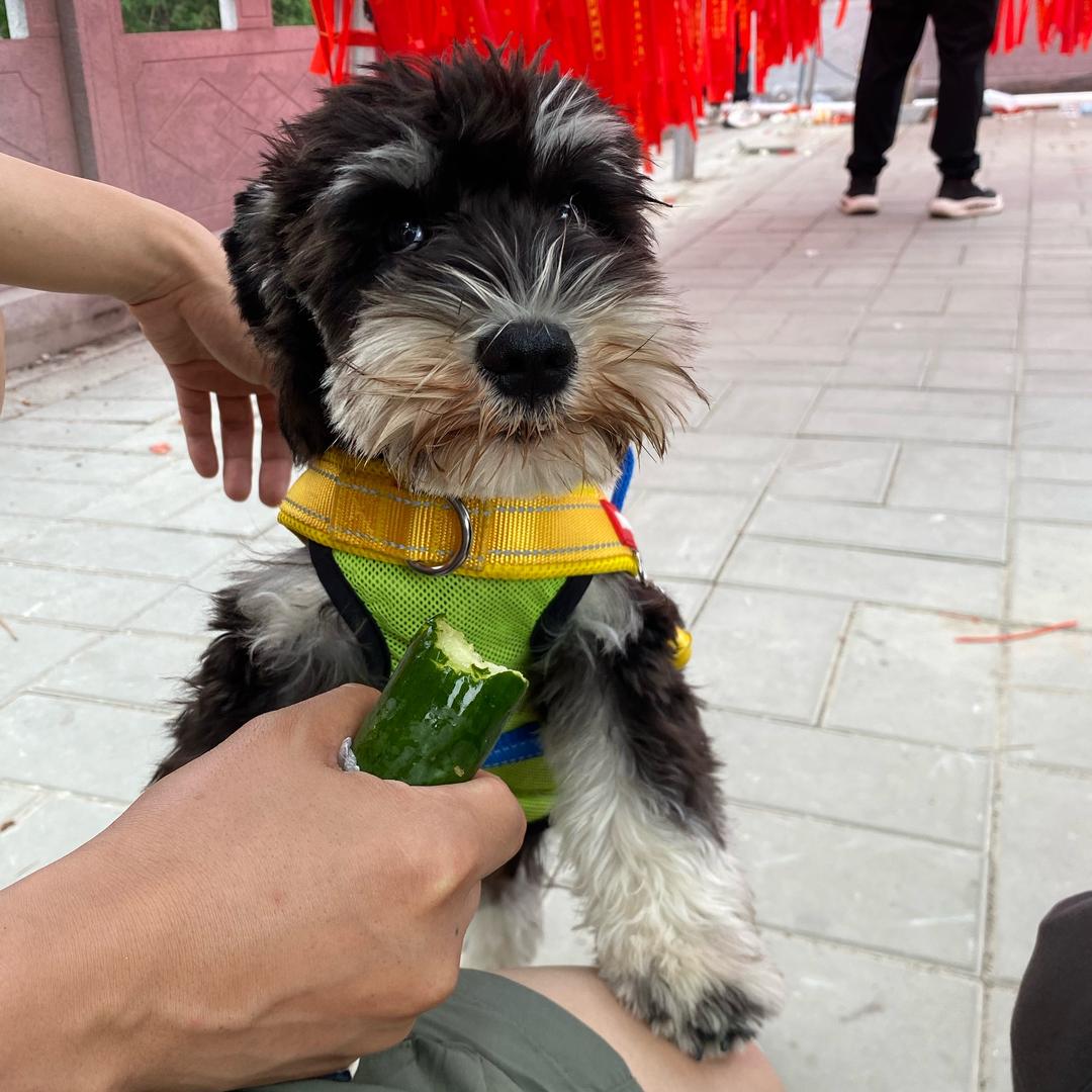 八戒是只雪纳瑞