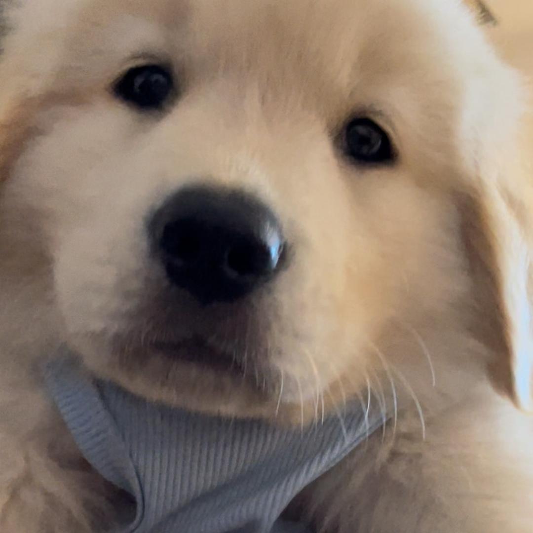土豆的表演日记🥔🐾