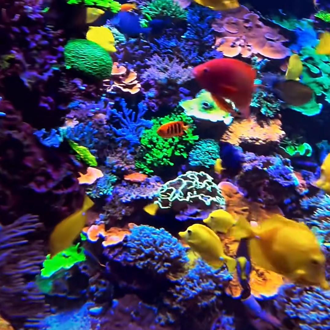 柏林生态水族馆