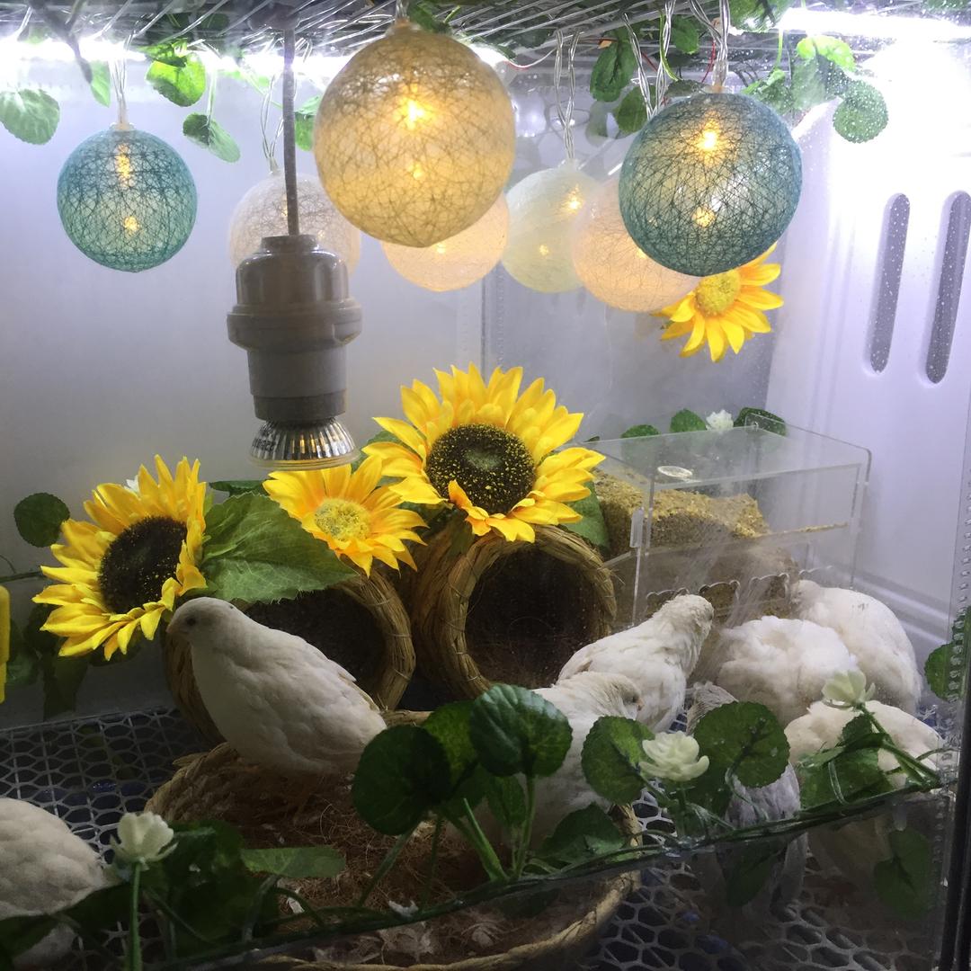 芦丁鸡养殖日记
