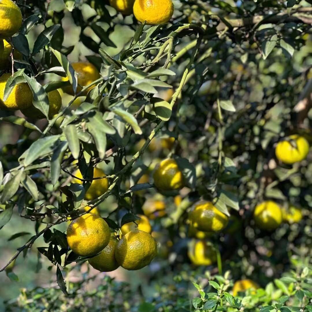 柑柑香茶行