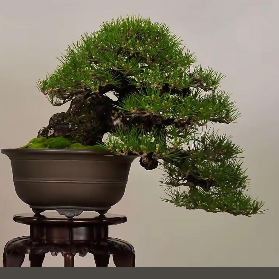 古韵盆景「小倩主理人」