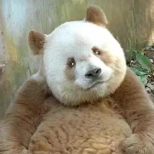 她的祖上是熊猫