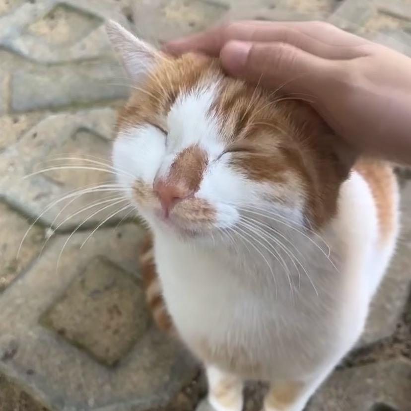 小咪_小家