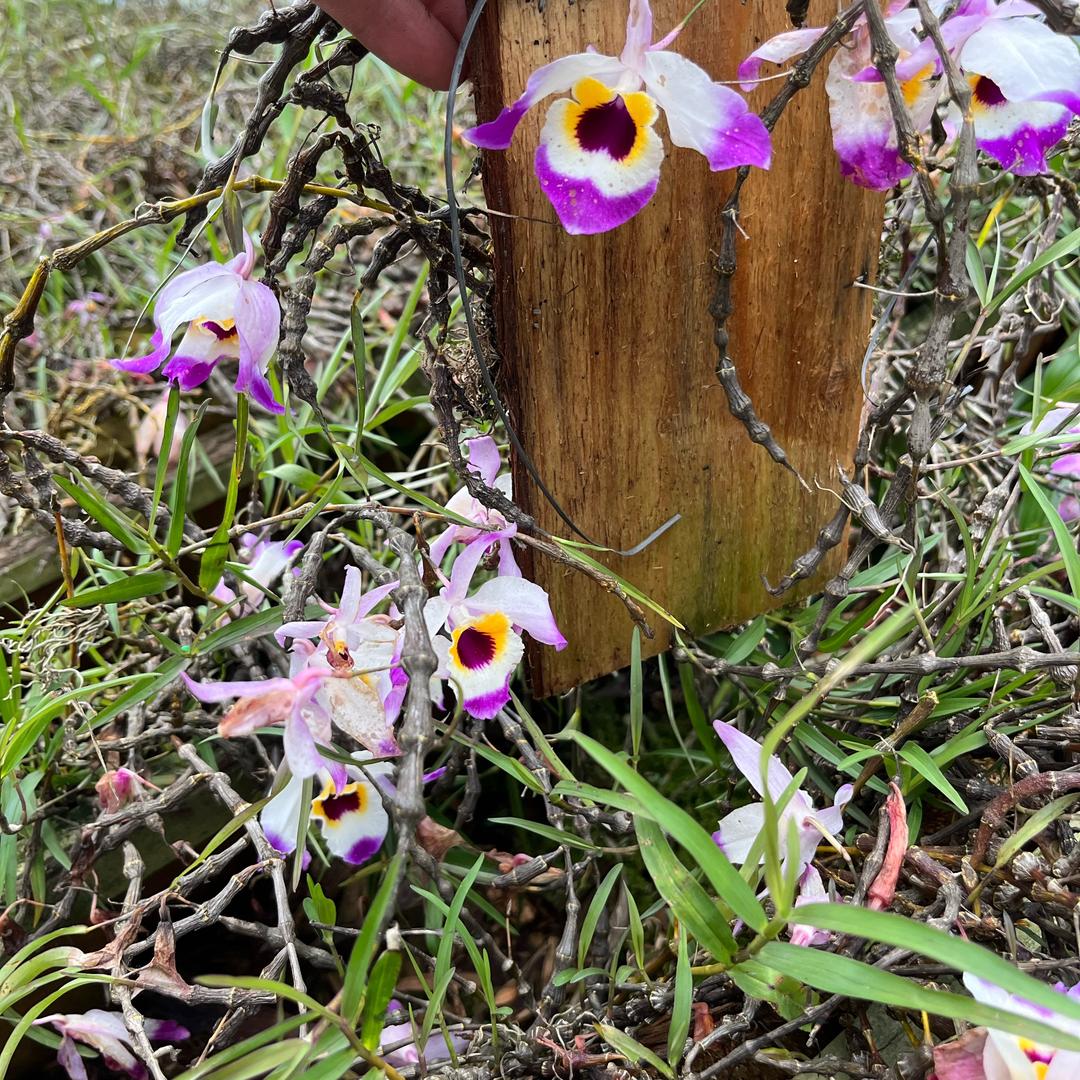 韵泽石斛产地直发