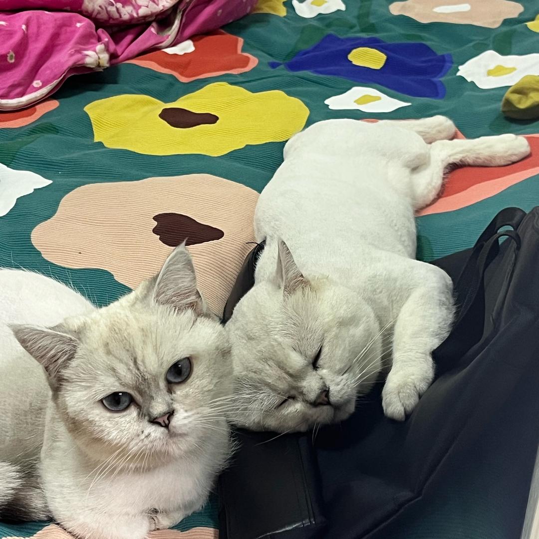 刘圈Q一家人赚猫粮