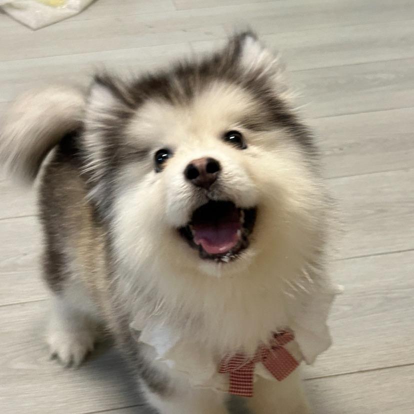 小李在狗市