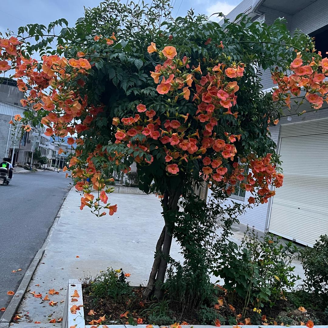 好运连连…．昆