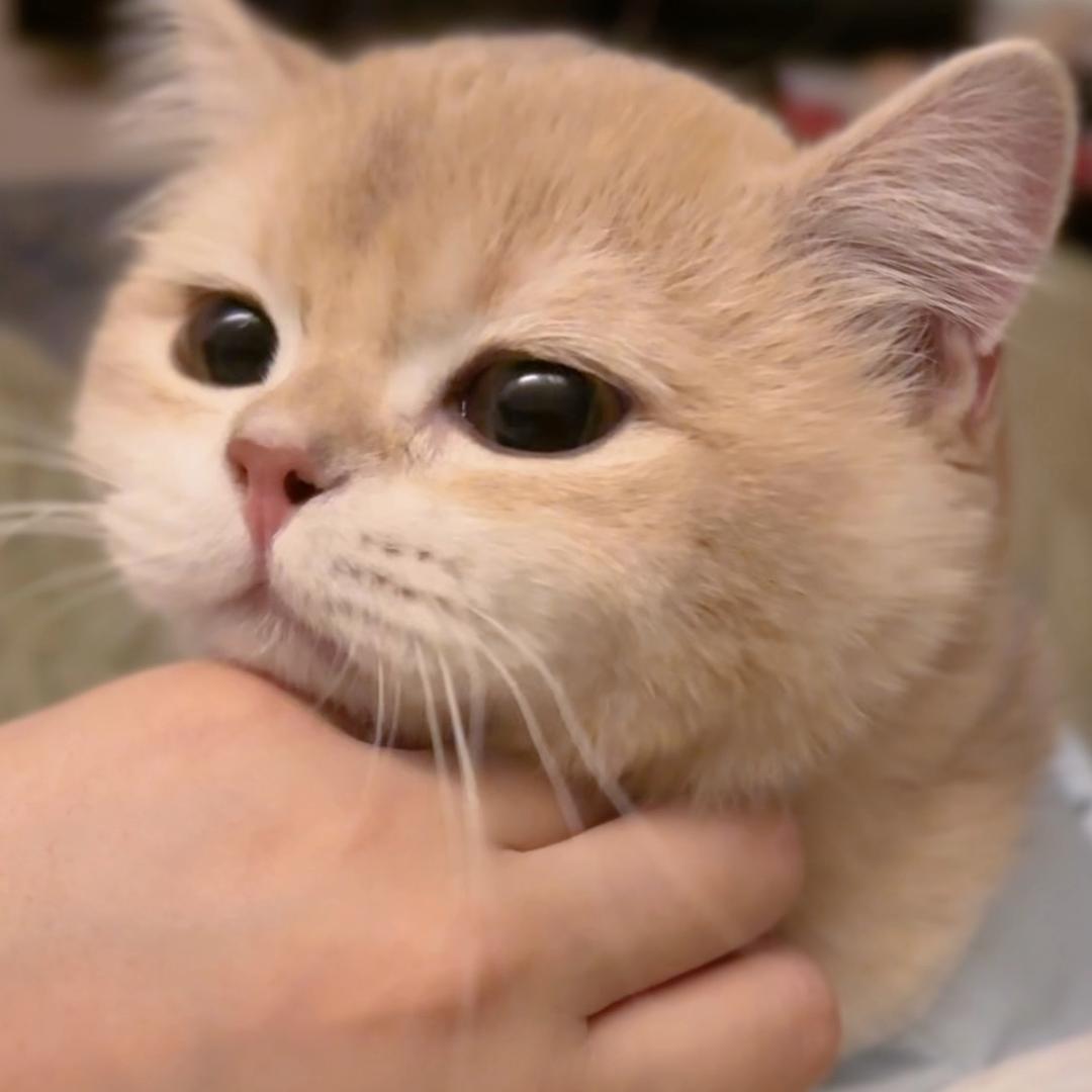 🍓上神的猫🐈