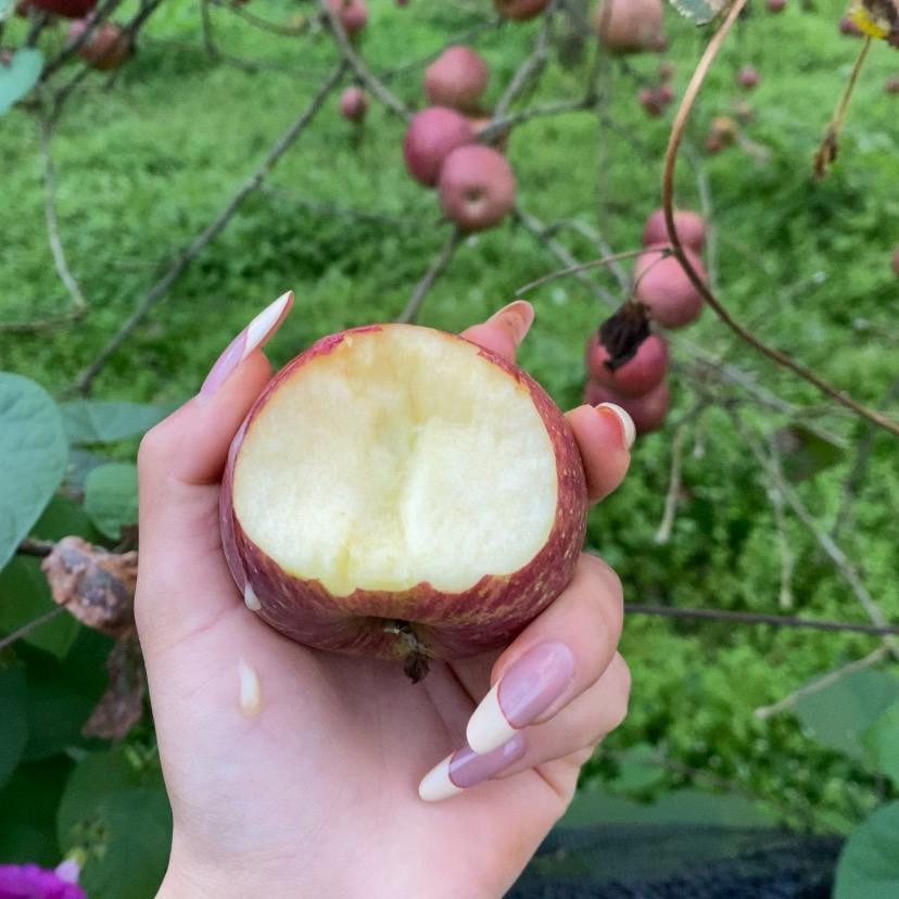 🍎🍎🍎