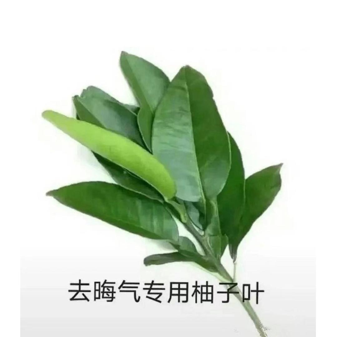 财神爷说喜欢我