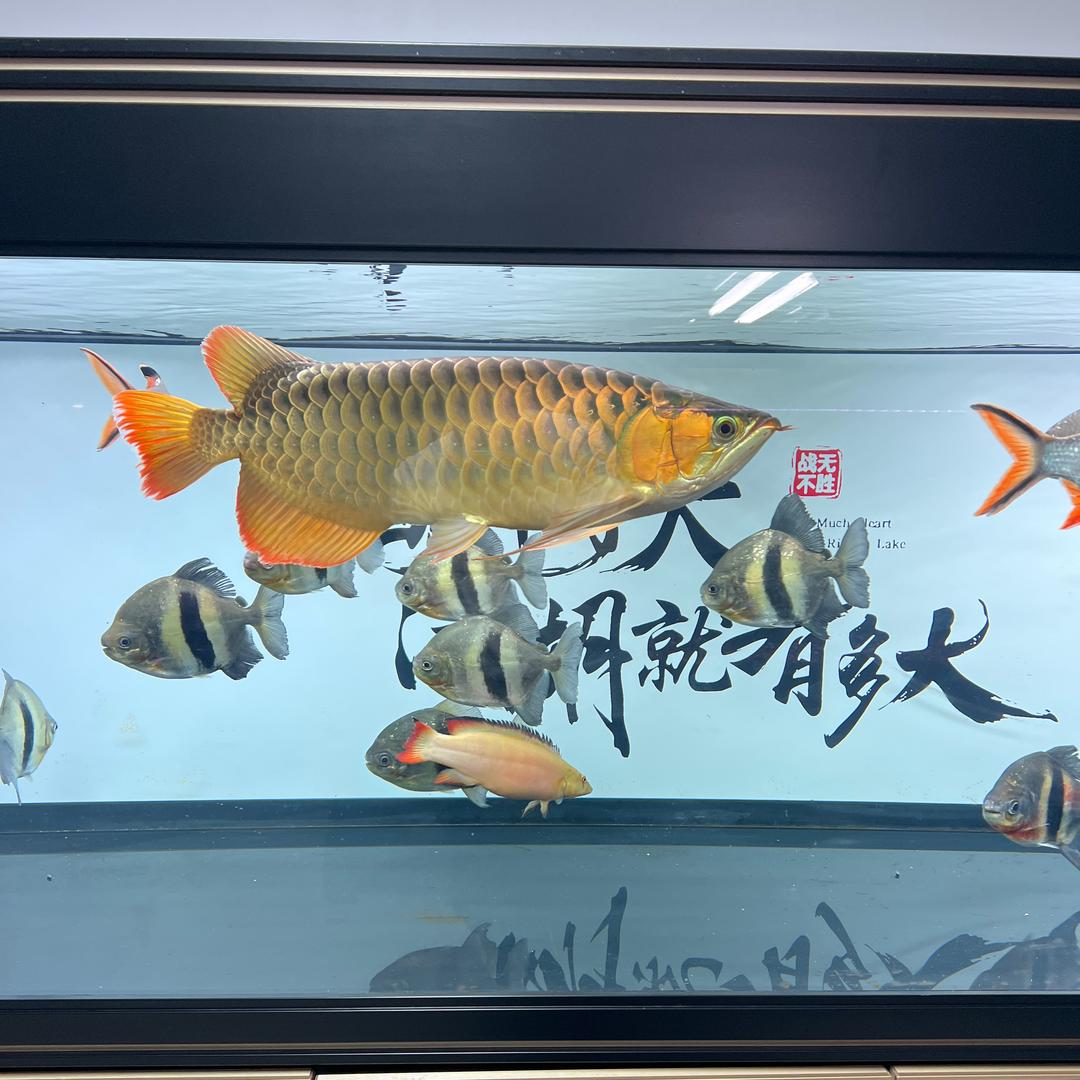 亦淼水族