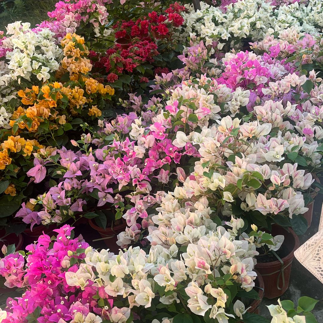 花房公主