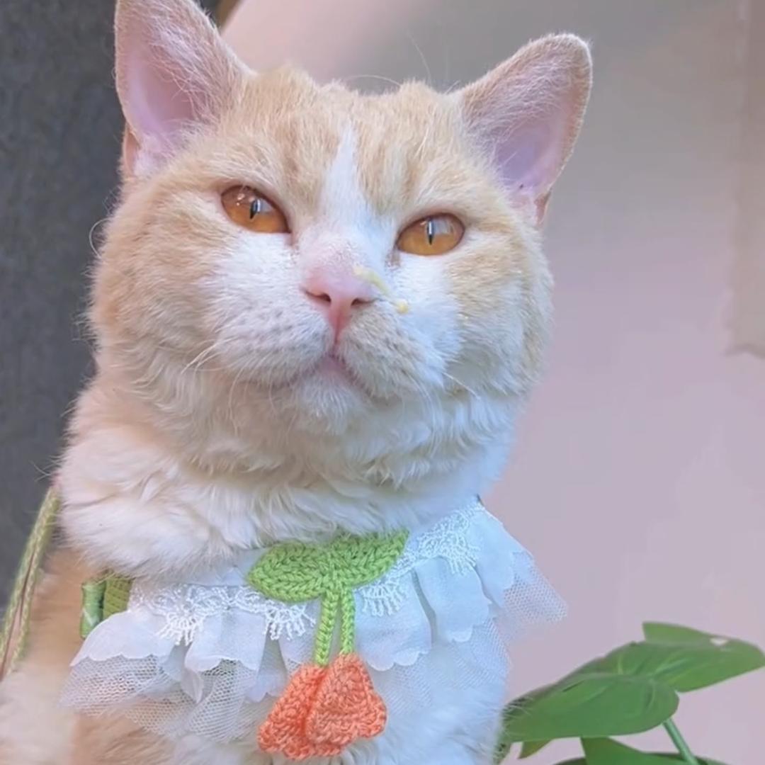 小卷不是机器猫