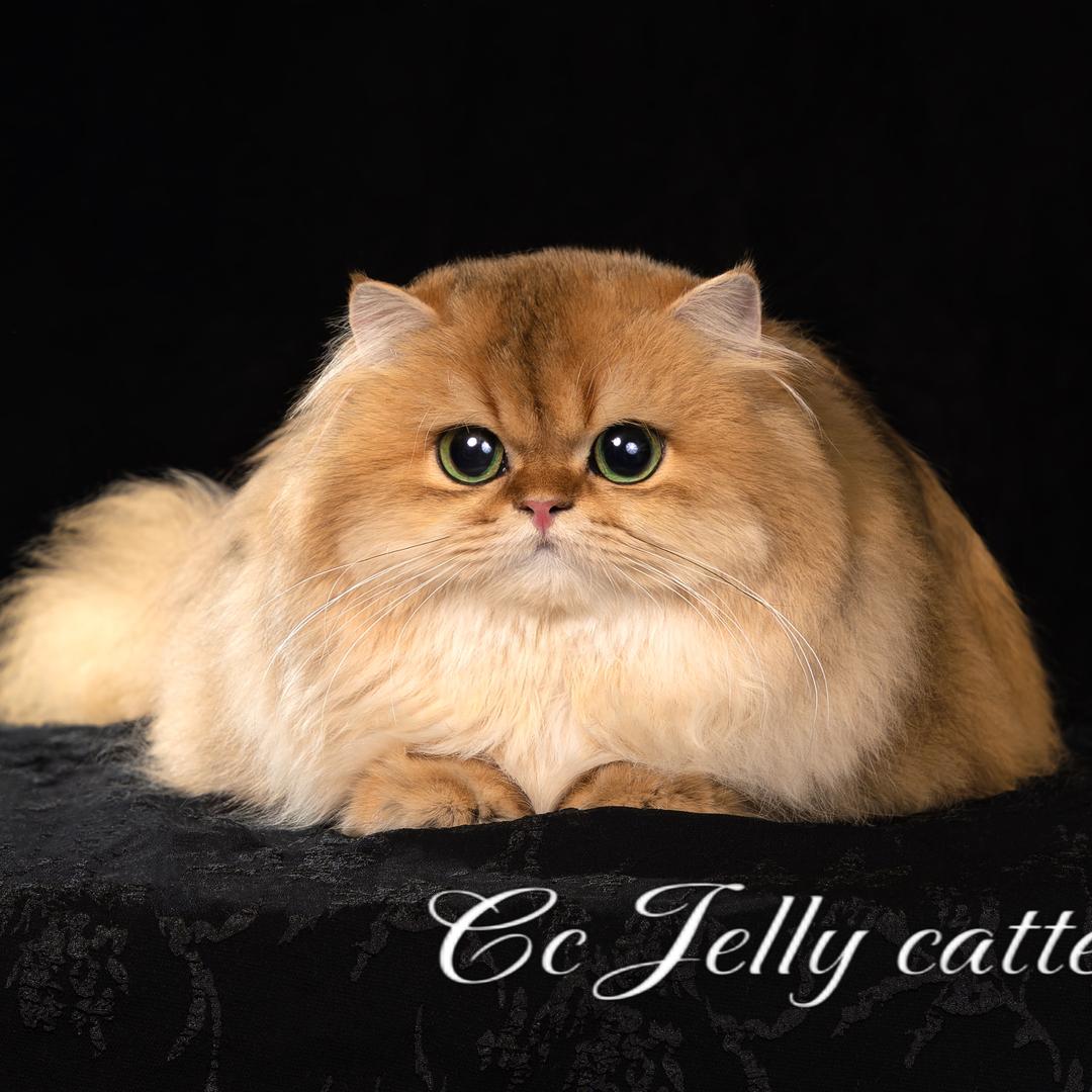 Cc Jelly稀有色渐层猫舍🏠.