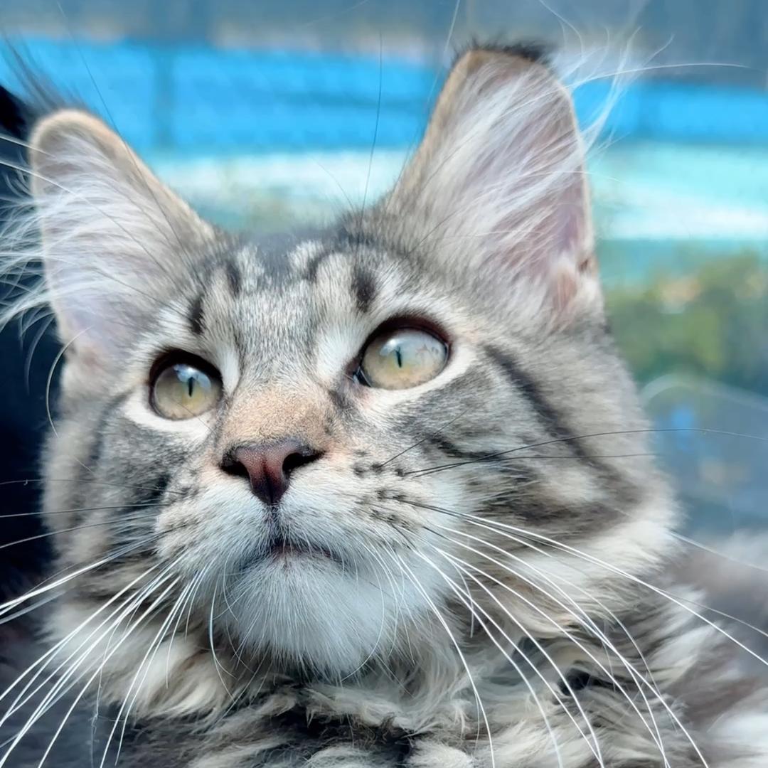 菩提招财猫