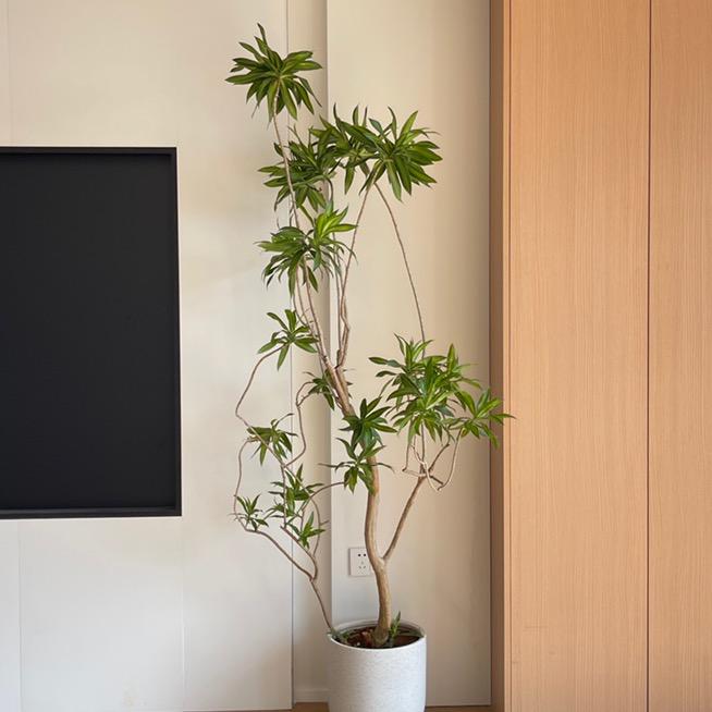 佰果屋一株一世界